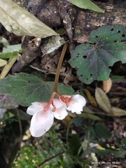 Begonia annulata