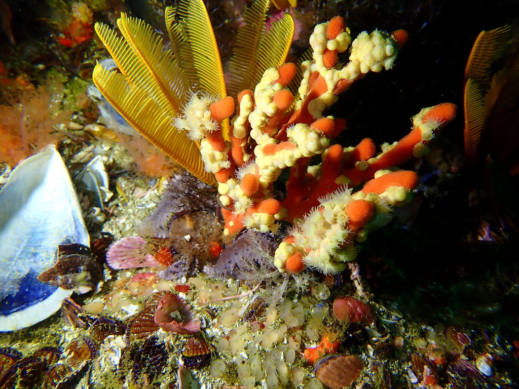 Immagine rappresentativa del genere Echinoclathria