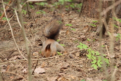 Sciurus vulgaris