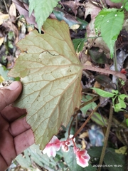Begonia annulata