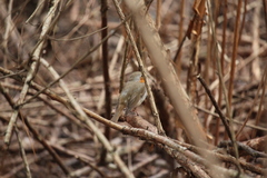 Erithacus rubecula