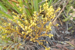 Thesium ericifolium