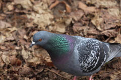 Columba livia domestica