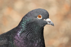 Columba livia domestica