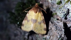 Azenia obtusa