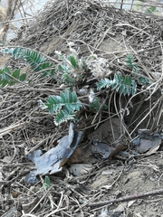 Oxytropis strobilacea