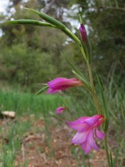 Gladiolus illyricus