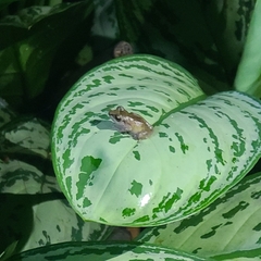 Diasporus