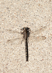 Phanogomphus