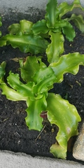 Veltheimia