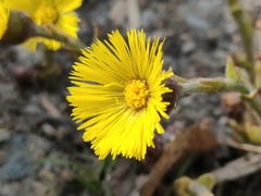Tussilago farfara