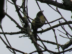 Andropadus importunus