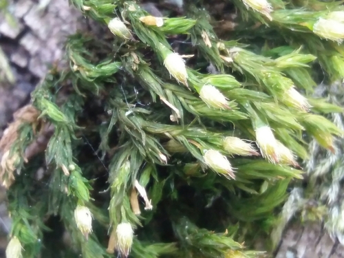 bochník úhľadný (Lewinskya speciosa)
