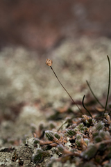 Drimia uniflora