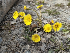 Tussilago farfara