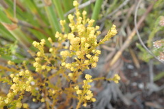 Thesium ericifolium