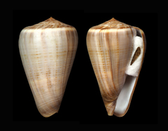 Conus buxeus