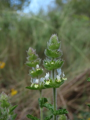 Sideritis hirsuta