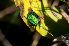Erachtheus lutulentus