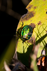 Erachtheus lutulentus