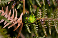 Erachtheus lutulentus