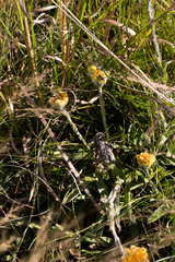 Helichrysum auriceps