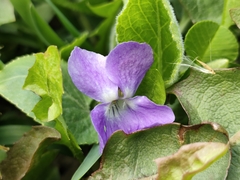 Viola