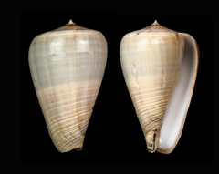 Conus buxeus