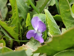 Viola