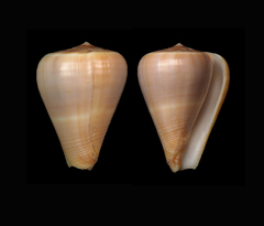 Conus buxeus