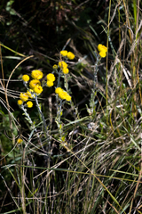Helichrysum decorum