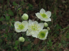 Thalictrum tuberosum
