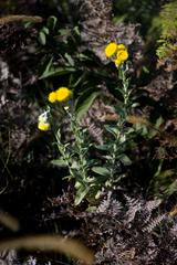 Helichrysum decorum
