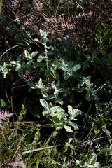 Helichrysum panduratum