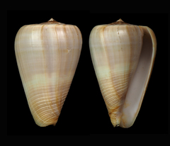 Conus buxeus