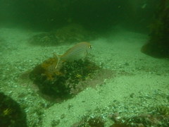 Pterogymnus laniarius