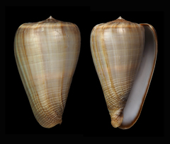 Conus buxeus