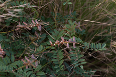 Indigofera williamsonii