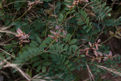 Indigofera williamsonii