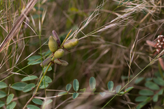 Indigofera williamsonii