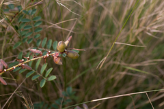 Indigofera williamsonii