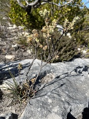Hermannia trifoliata