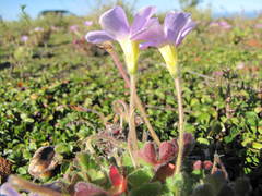 Oxalis imbricata