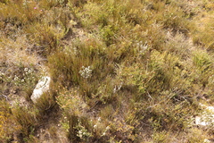 Hypodiscus procurrens