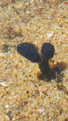 Eudistoma caeruleum