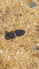 Eudistoma caeruleum
