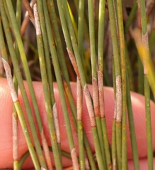 Hypodiscus procurrens