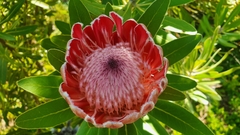 Protea compacta × susannae