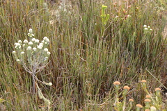 Hypodiscus procurrens