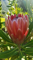 Protea compacta × susannae